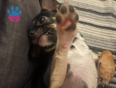 7 AYLIK Chihuahua Dobby