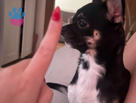7 AYLIK Chihuahua Dobby