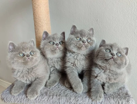 Ayı surat yavrularımız 2 Aylık British Shorthair - 4686