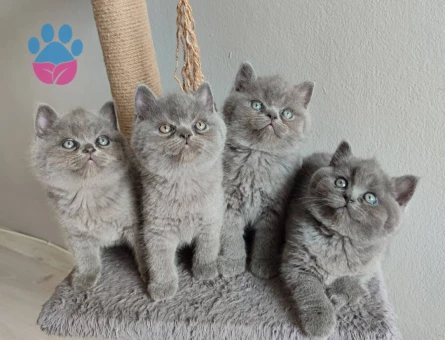 Ayı surat yavrularımız 2 Aylık British Shorthair