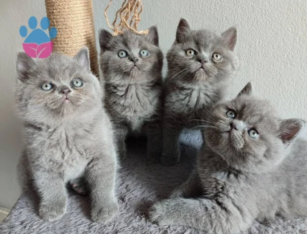 Ayı surat yavrularımız 2 Aylık British Shorthair