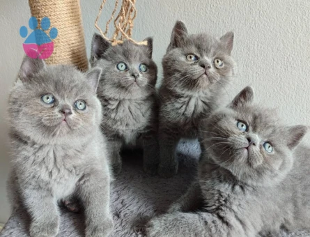 Ayı surat yavrularımız 2 Aylık British Shorthair