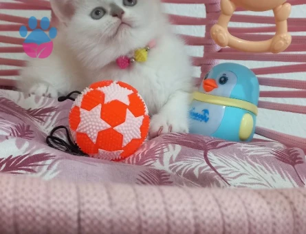 British Shorthair 2 Aylık Blue point Dişi