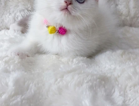 British Shorthair 2 Aylık Blue point Dişi - 4688