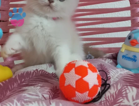 British Shorthair 2 Aylık Blue point Dişi