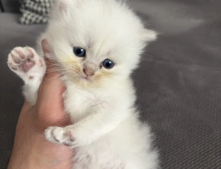 British shorthair erkek 40 günlük yavru - 4689