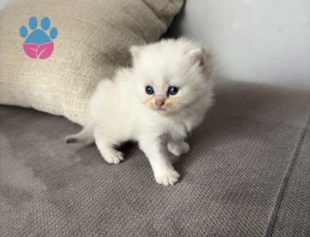 British shorthair erkek 40 günlük yavru