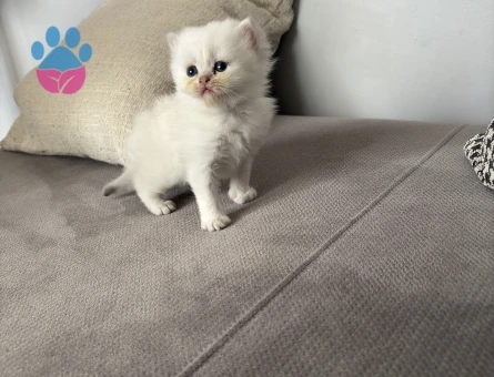 British shorthair erkek 40 günlük yavru