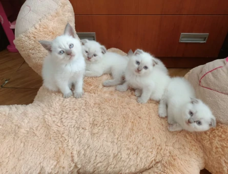 2 Aylık Yumoş Kedicikler British Shorthair - 4695