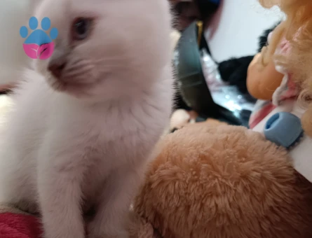 2 Aylık Yumoş Kedicikler British Shorthair