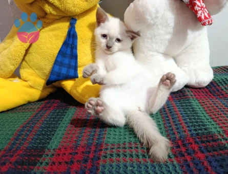 2 Aylık Yumoş Kedicikler British Shorthair