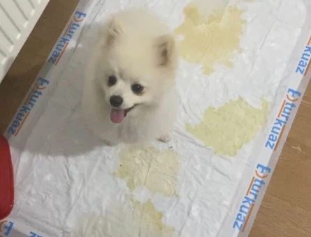 Pomeranian Boo 7 Aylık - 4697