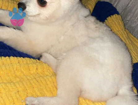 Pomeranian Boo 7 Aylık
