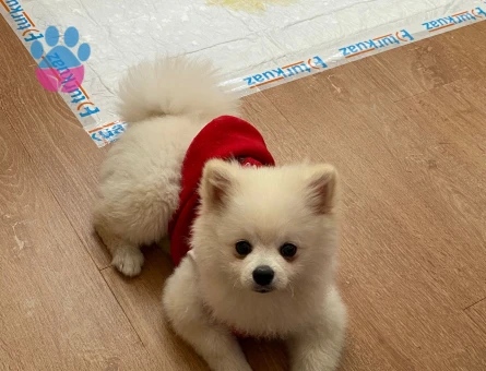 Pomeranian Boo 7 Aylık