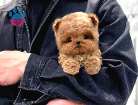 Korean Toy Poodle Yavrularim - 5432