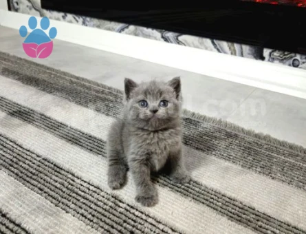 Bulutlar Kadar Güzel Blue Point British Short Hair