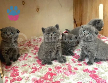 Bulutlar Kadar Güzel Blue Point British Short Hair - 5433