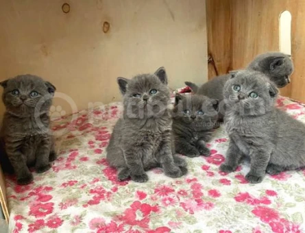 Bulutlar Kadar Güzel Blue Point British Short Hair - 5433