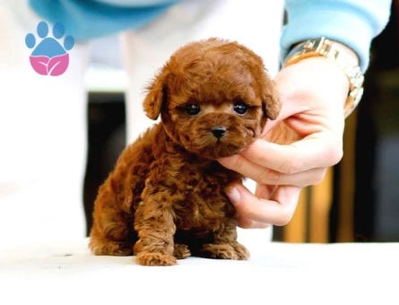 Kore Kanı Red Brown Toy Poodle Yavrularimiz - 5436