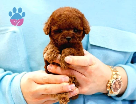 Kore Kanı Red Brown Toy Poodle Yavrularimiz