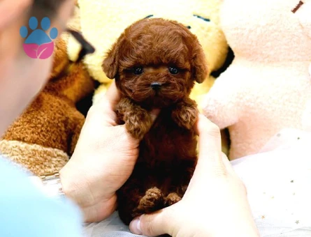 Kore Kanı Red Brown Toy Poodle Yavrularimiz