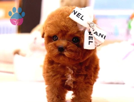 Red Brown Toy Poodle Bebekleri̇m - 5437