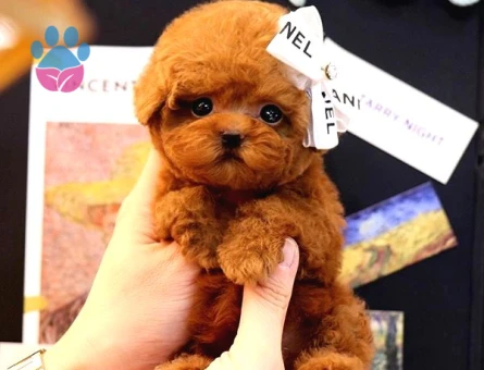 Red Brown Toy Poodle Bebekleri̇m