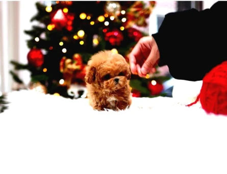 Star Toy Poodle Bebekler - 5438