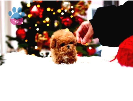 Star Toy Poodle Bebekler