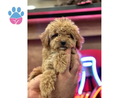 Maltipoo Yavrularım Sağlık Ve Irk Garantilidir - 5440