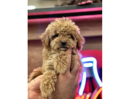 Maltipoo Yavrularım Sağlık Ve Irk Garantilidir - 5440