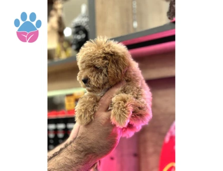 Maltipoo Yavrularım Sağlık Ve Irk Garantilidir