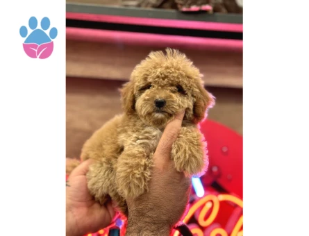 Maltipoo Yavrularım Sağlık Ve Irk Garantilidir