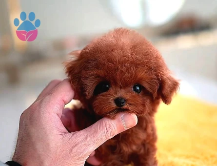 Red Brown Toy Poodle Bebeklerimiz