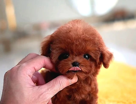 Red Brown Toy Poodle Bebeklerimiz - 5441