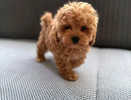 Seker Kivaminda Cok Ozel Toy Poodle Bebeklerimiz - 5442