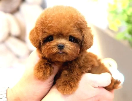 En Ozel Ve Guzel Toy Poodle Bebeklerimiz - 5443