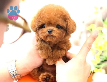 En Ozel Ve Guzel Toy Poodle Bebeklerimiz