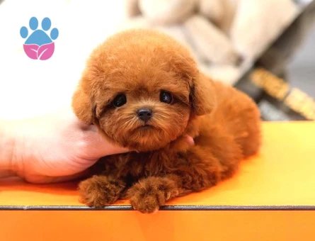 En Ozel Ve Guzel Toy Poodle Bebeklerimiz