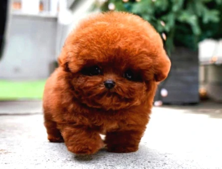 Show Duzeydeki Toy Poodle Bebeklerim - 5444
