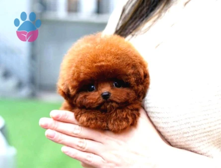 Show Duzeydeki Toy Poodle Bebeklerim