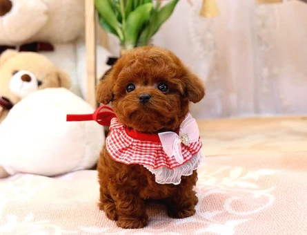 Kore Kani Red Brown Toy Poodle Yavrulari̇mi̇z - 5446