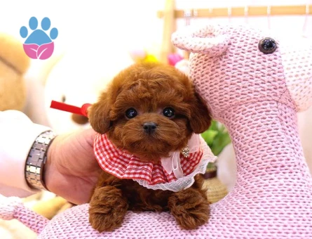 Kore Kani Red Brown Toy Poodle Yavrulari̇mi̇z
