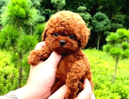 Toy Poodle Sevimlilik Abidesi Yuva Arıyor - 5447