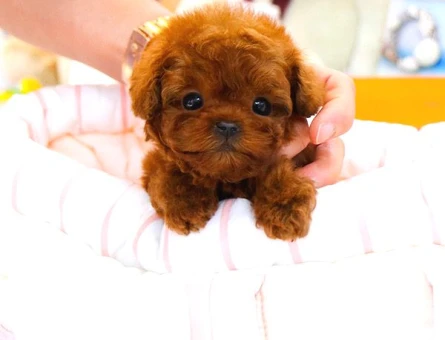 Sağlık Ve Irk Garantili Toypoodle Bebeklerimiz - 5448