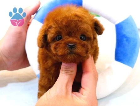 Sağlık Ve Irk Garantili Toypoodle Bebeklerimiz