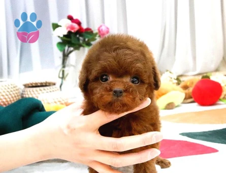 Sağlık Ve Irk Garantili Toypoodle Bebeklerimiz