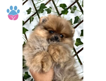 Teady Bear Pomeranian Boo Bebeklerimiz - 5449