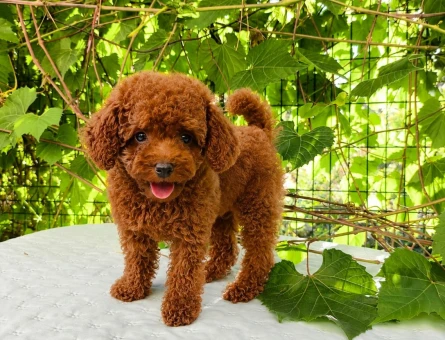 KORE KAN RED BROWN TOY POODLE - 5450