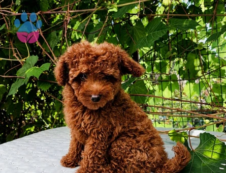 KORE KAN RED BROWN TOY POODLE